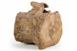 Hadrosaur (Edmontosaurus) Caudal Vertebra - Wyoming #303316-1